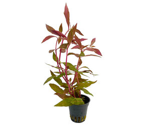 Wasserpflanze Alternanthera Reineckii 'Rosanervig