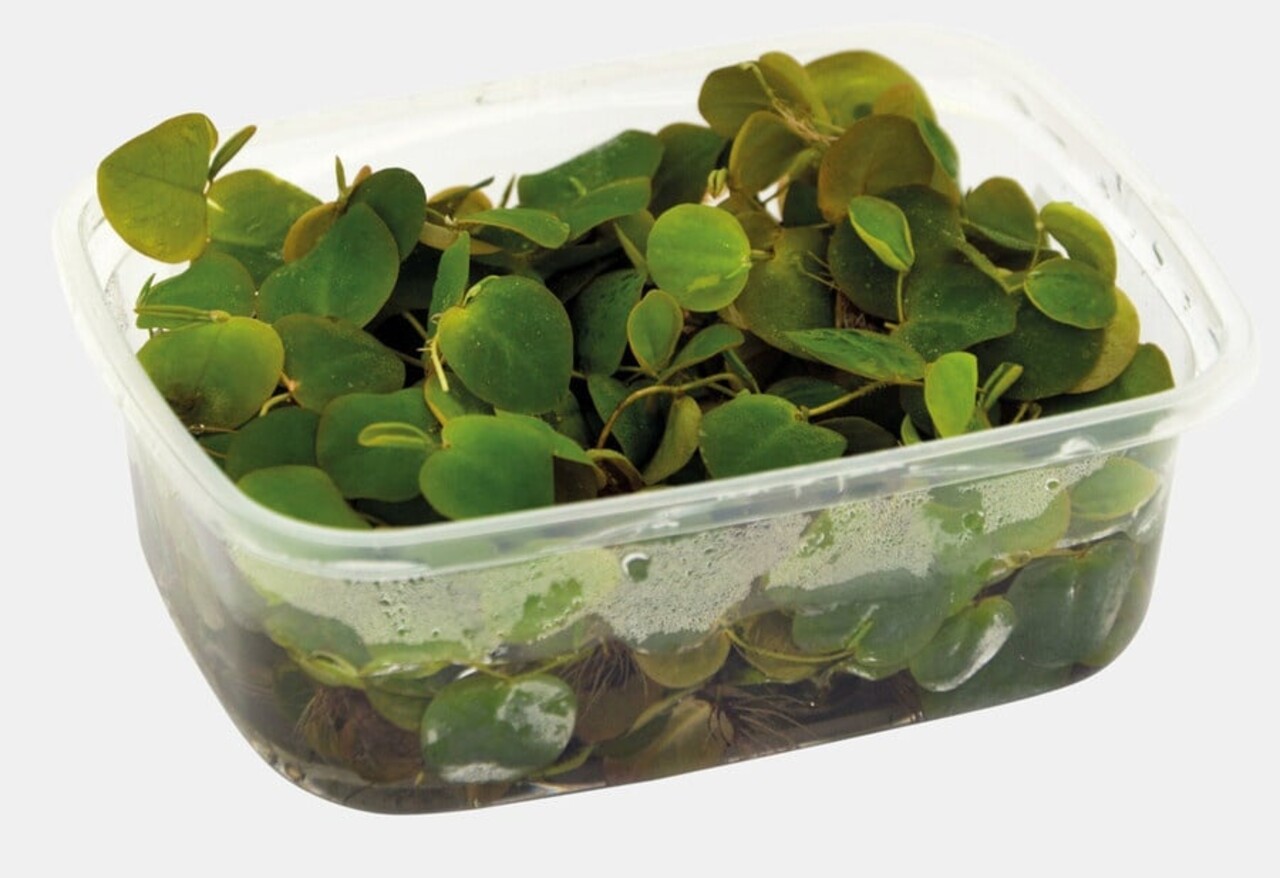 Wasserpflanze Phyllanthus fluitans Schwimmpflanze Wasserpflanze Phyllanthus fluitans Schwimmpflanze