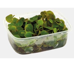 Wasserpflanze Phyllanthus fluitans Schwimmpflanze