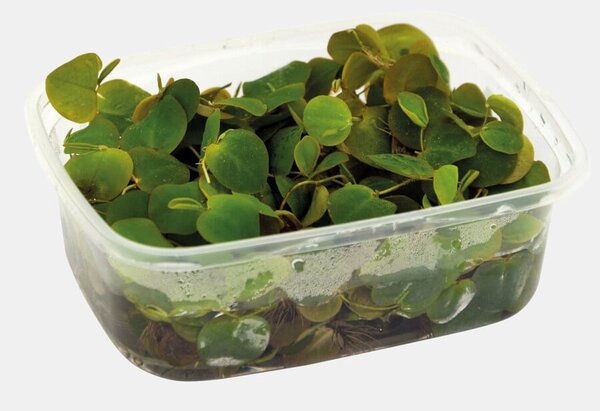 Wasserpflanze Phyllanthus fluitans Schwimmpflanze Wasserpflanze Phyllanthus fluitans Schwimmpflanze