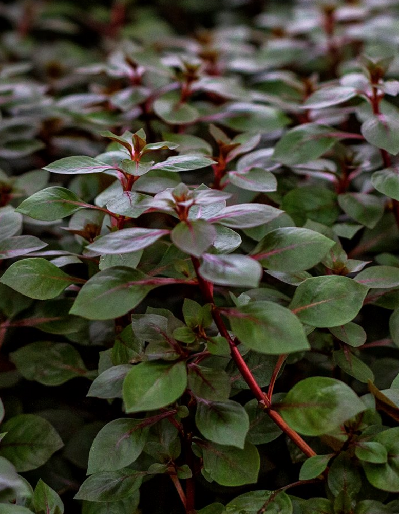 Wasserpflanze Ludwigia Sp. 'Mini Super Red Wasserpflanze Ludwigia Sp. 'Mini Super Red