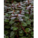 Wasserpflanze Ludwigia Sp. 'Mini Super Red Wasserpflanze Ludwigia Sp. 'Mini Super Red