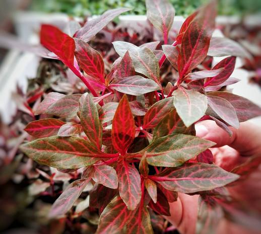 Wasserpflanze Alternanthera Reineckii 'Rosanervig Wasserpflanze Alternanthera Reineckii 'Rosanervig