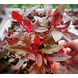 Wasserpflanze Alternanthera Reineckii 'Rosanervig Wasserpflanze Alternanthera Reineckii 'Rosanervig
