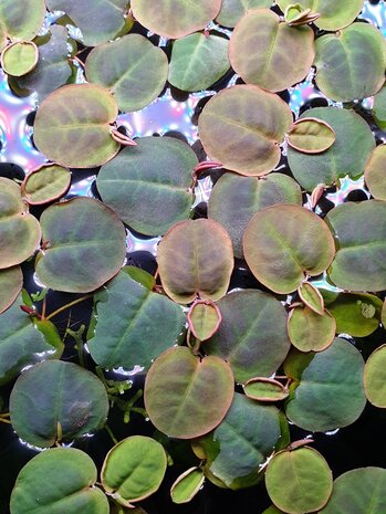 Wasserpflanze Phyllanthus fluitans Schwimmpflanze Wasserpflanze Phyllanthus fluitans Schwimmpflanze