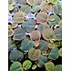 Wasserpflanze Phyllanthus fluitans Schwimmpflanze Wasserpflanze Phyllanthus fluitans Schwimmpflanze
