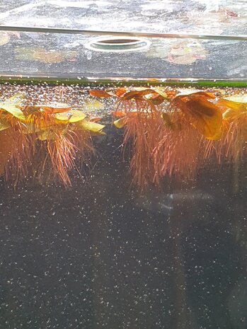 Waterplant Phyllanthus fluitans Schwimmpflanze