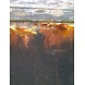 Wasserpflanze Phyllanthus fluitans Schwimmpflanze Wasserpflanze Phyllanthus fluitans Schwimmpflanze