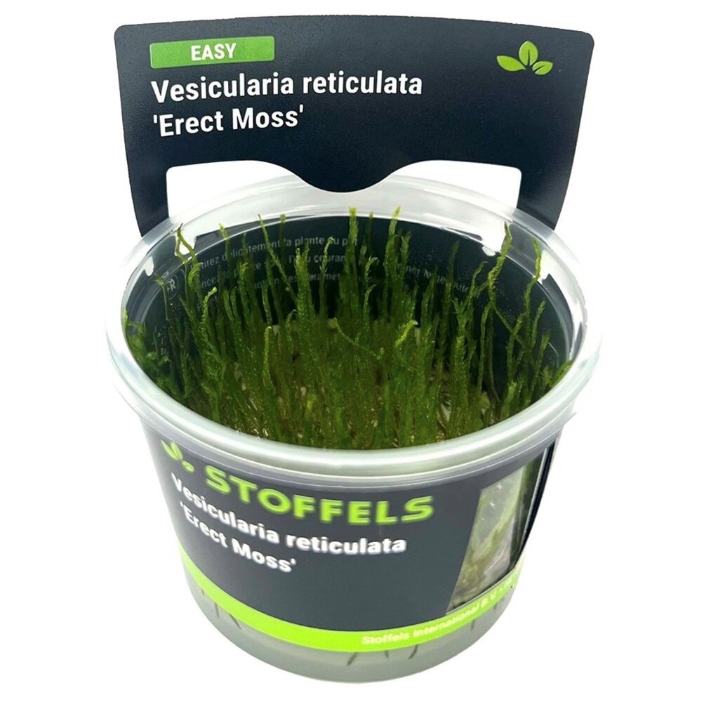 Wasserpflanze Vesicularia reticulata 'Erect Moss' in-vitro Wasserpflanze Vesicularia reticulata 'Erect Moss' in-vitro