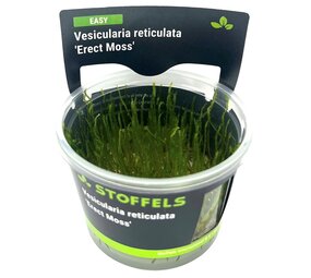 Waterplant Vesicularia reticulata 'Erect Moss' in-vitro
