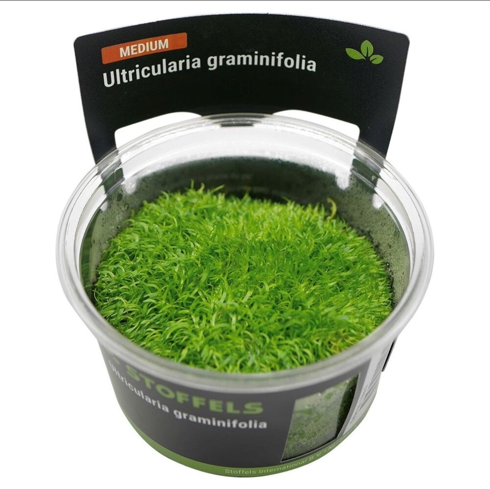 Wasserpflanze Utricularia graminifolia in-vitro