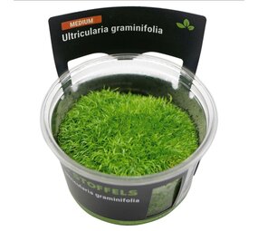 Waterplant Utricularia graminifolia in-vitro