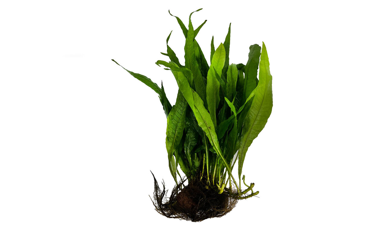 Waterplant Microsorium Pteropus auf Lavastein Medium