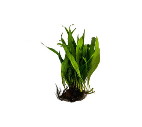 Wasserpflanze Microsorium Pteropus auf Lavastein Medium