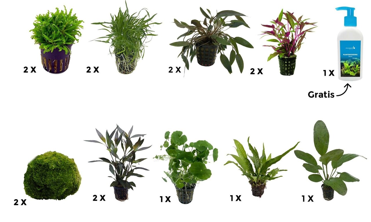 AquastoreXL Pflanzenpaket Extra Large 3