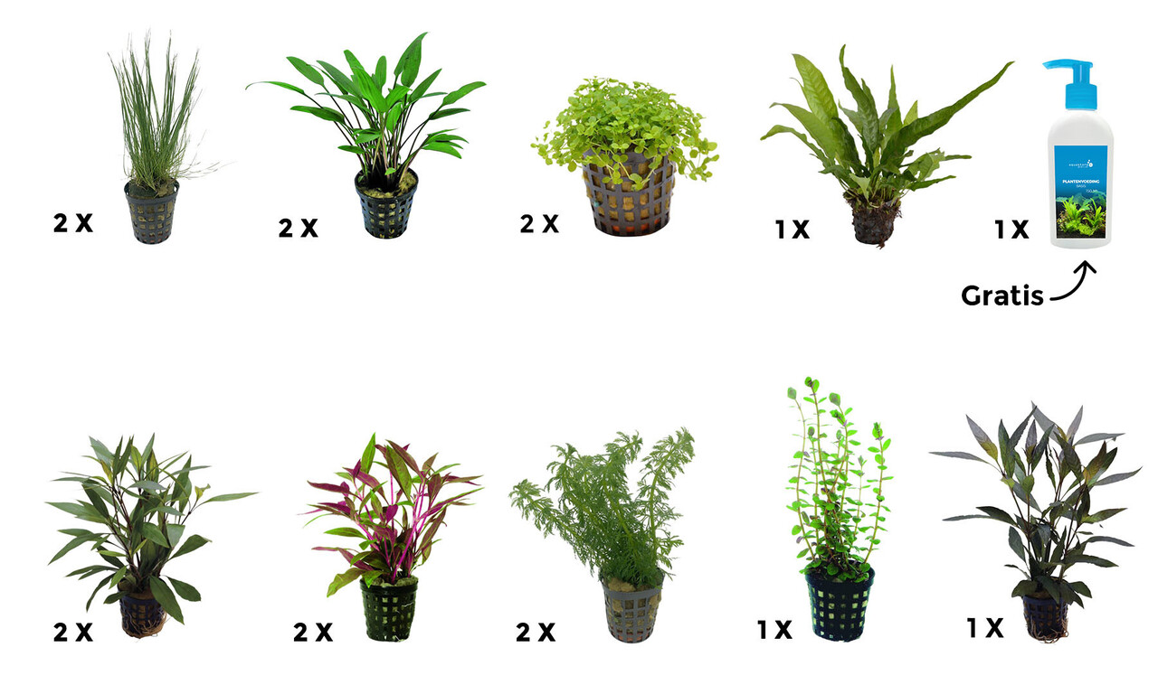 AquastoreXL Pflanzenpaket Extra Large 1