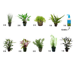 AquastoreXL Pflanzenpaket Extra Large 1