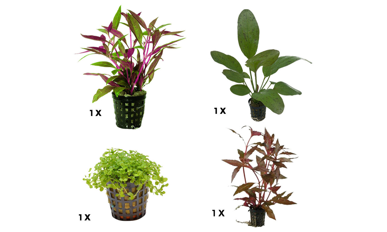 AquastoreXL Pflanzenpaket Extra Small 3 AquastoreXL Pflanzenpaket Extra Small 3
