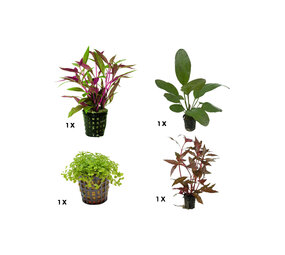 AquastoreXL Pflanzenpaket Extra Small 3
