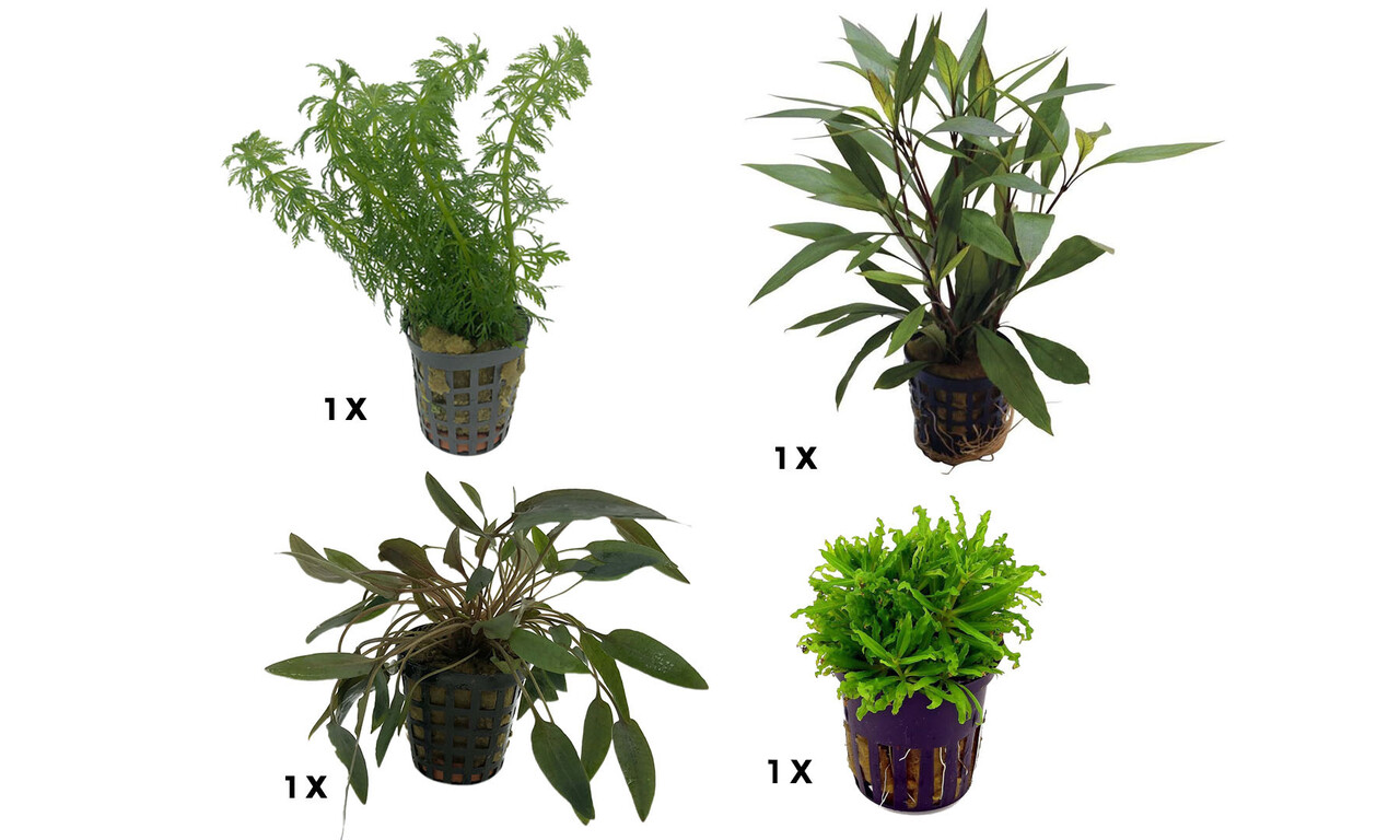 AquastoreXL Pflanzenpaket Extra Small 2