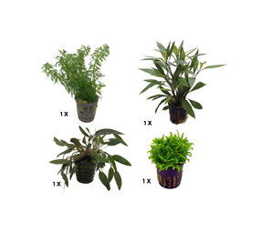 AquastoreXL Pflanzenpaket Extra Small 2