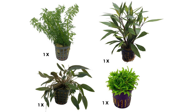 AquastoreXL Pflanzenpaket Extra Small 2