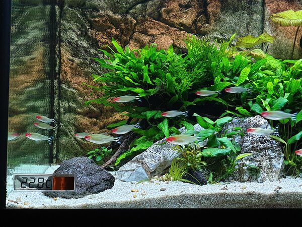 AquastoreXL Digitale Klebethermometer Gold AquastoreXL Digitale Klebethermometer Gold