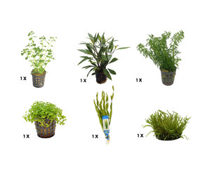 AquastoreXL Pflanzenpaket Small 3