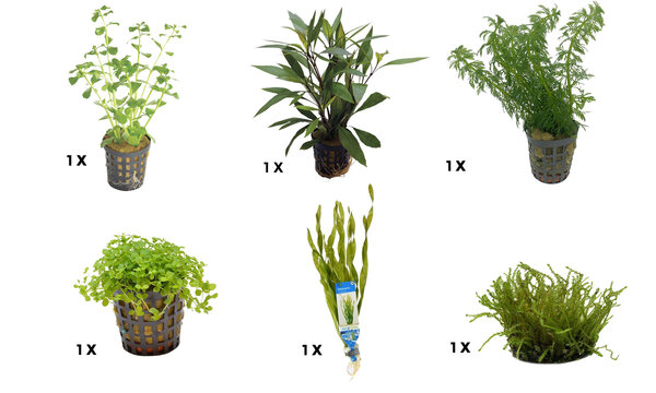 AquastoreXL Pflanzenpaket Small 3