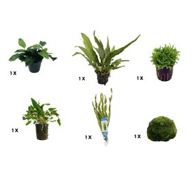 AquastoreXL Pflanzenpaket Small 2 AquastoreXL Pflanzenpaket Small 2