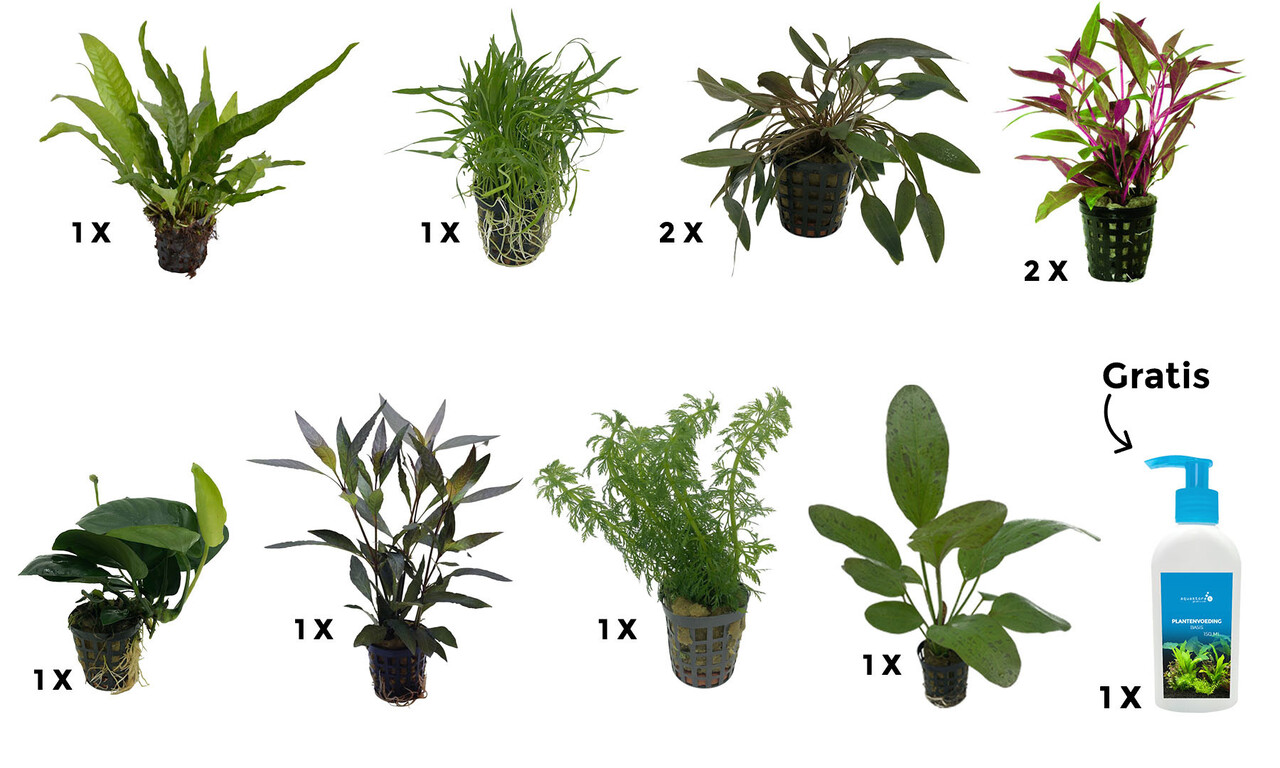 AquastoreXL Pflanzenpaket Large 2