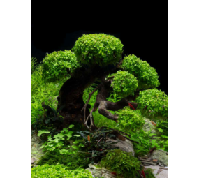 AquastoreXL Pflanzenpaket Bonsai AquastoreXL Pflanzenpaket Bonsai