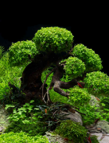 AquastoreXL Pflanzenpaket Bonsai AquastoreXL Pflanzenpaket Bonsai