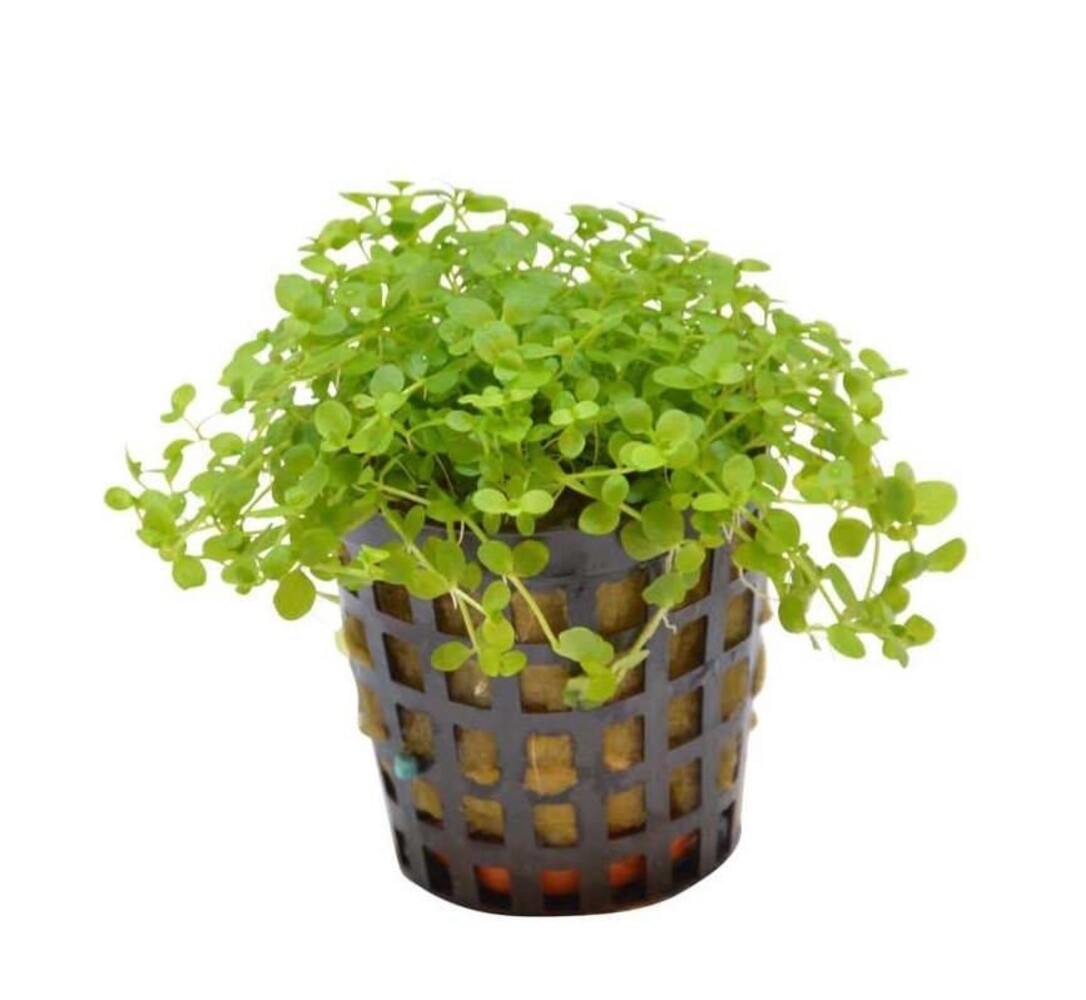 AquastoreXL Pflanzenpaket Bonsai AquastoreXL Pflanzenpaket Bonsai