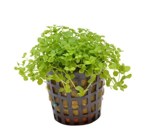 AquastoreXL Pflanzenpaket Bonsai AquastoreXL Pflanzenpaket Bonsai