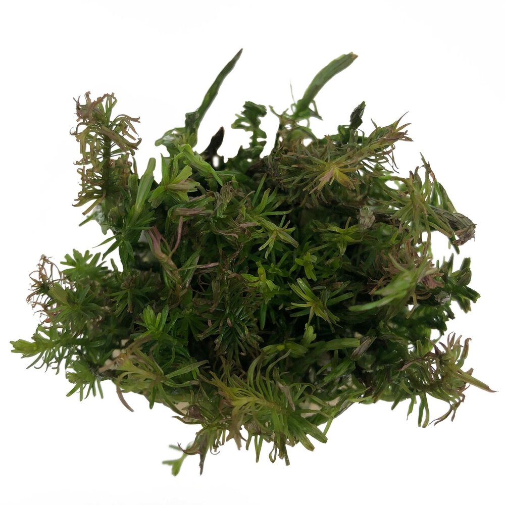 AquastoreXL Pflanzenpaket Bonsai AquastoreXL Pflanzenpaket Bonsai