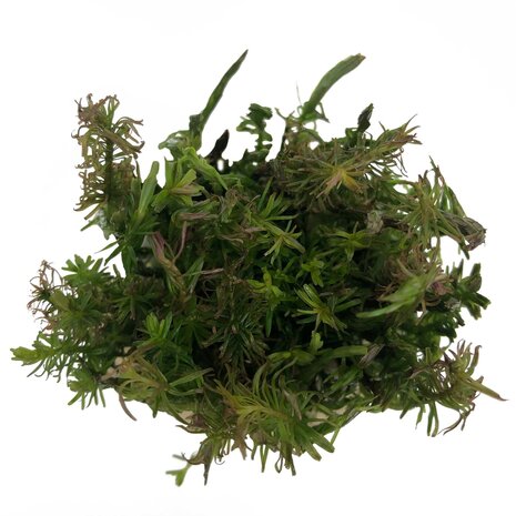 AquastoreXL Pflanzenpaket Bonsai AquastoreXL Pflanzenpaket Bonsai