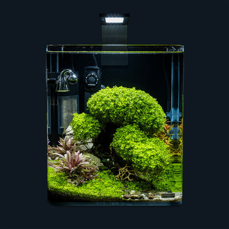 AquastoreXL Pflanzenpaket Bonsai AquastoreXL Pflanzenpaket Bonsai