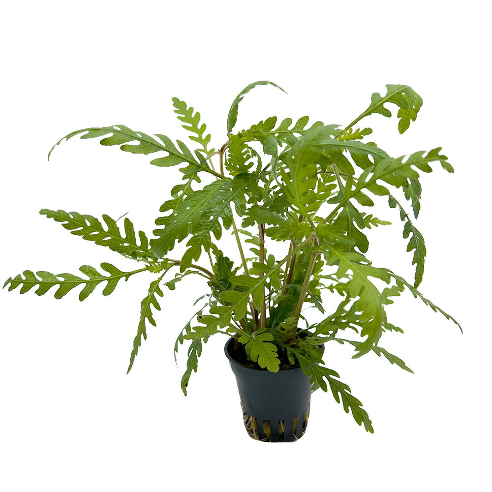 Wasserpflanze Hygrophila Pinnatifida 5 cm im Topf Wasserpflanze Hygrophila Pinnatifida 5 cm im Topf