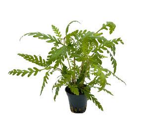 Wasserpflanze Hygrophila Pinnatifida 5 cm im Topf