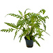 Wasserpflanze Hygrophila Pinnatifida 5 cm im Topf Wasserpflanze Hygrophila Pinnatifida 5 cm im Topf
