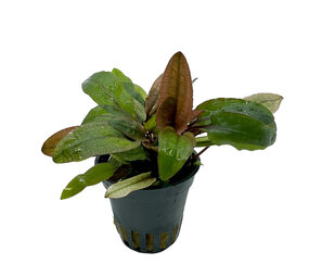 Wasserpflanze Cryptocoryne Wendtii Fancy Pink 5 cm im Topf