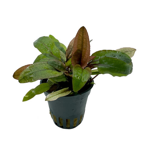 Waterplant Cryptocoryne Wendtii Fancy Pink 5 cm im Topf
