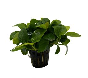 Wasserpflanze Anubias barteri var. nana Golden 5 cm im Topf