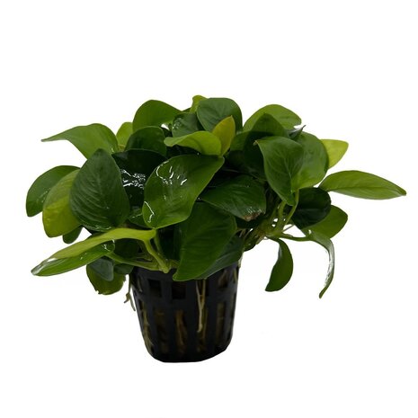 Wasserpflanze Anubias barteri var. nana Golden 5 cm im Topf Wasserpflanze Anubias barteri var. nana Golden 5 cm im Topf