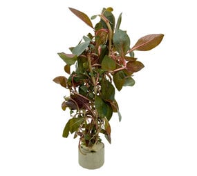 Wasserpflanze Ludwigia Repens