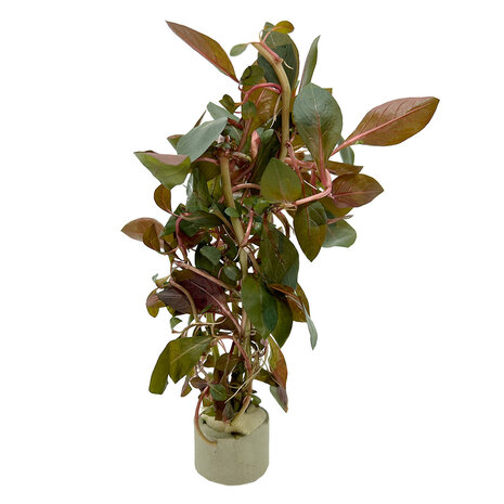 Wasserpflanze Ludwigia Repens Wasserpflanze Ludwigia Repens