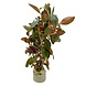Wasserpflanze Ludwigia Repens Wasserpflanze Ludwigia Repens