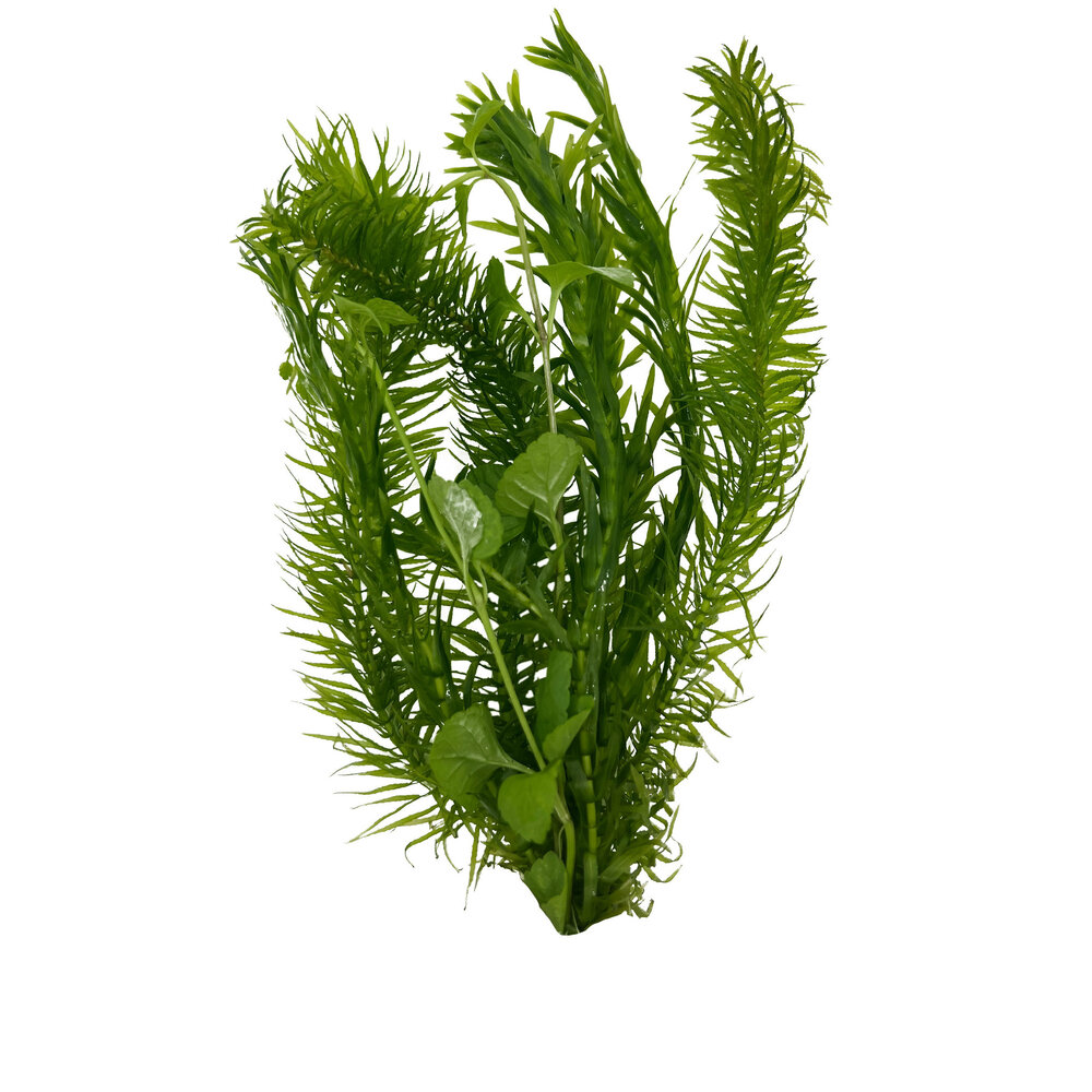 Wasserpflanze Combi-Busch Egeria + Lysimachia Wasserpflanze Combi-Busch Egeria + Lysimachia