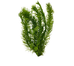 Waterplant Combi-Busch Egeria + Lysimachia